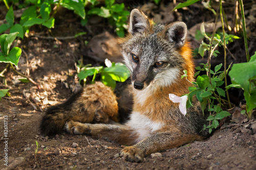 Grey Fox Vixen  Urocyon cinereoargenteus  and Flower at Densite