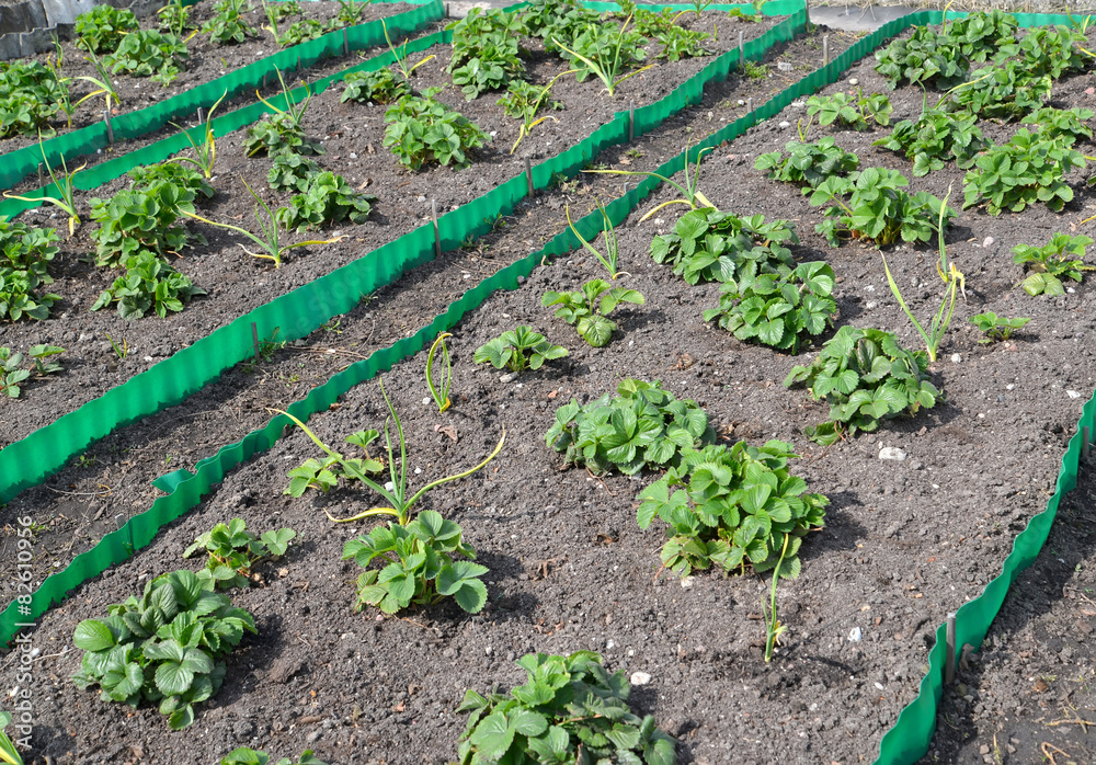 Beds with strawberry and garlic on a garden site in the spring Beds with strawberry and garlic on a garden site in the spring