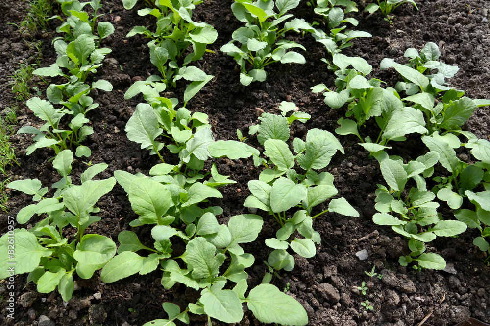 Radish shoots on a bed Radish shoots on a bed