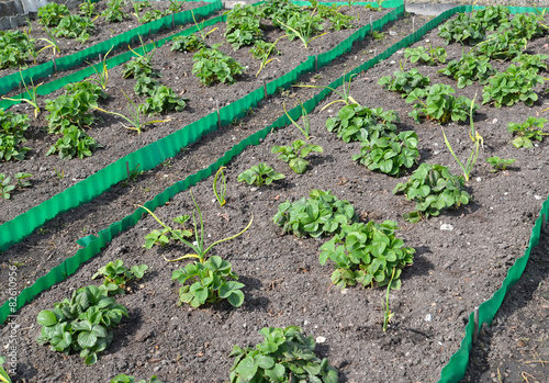 Beds with strawberry and garlic on a garden site in the spring