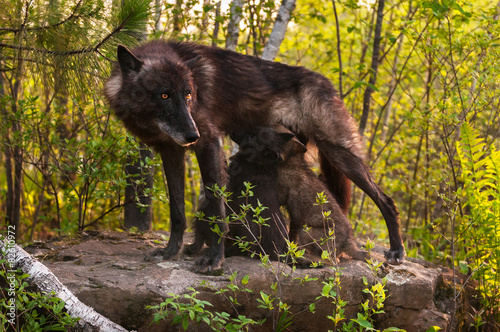 Black Wolf (Canis lupus) Stands Atop Rock and Feeds Her Pups