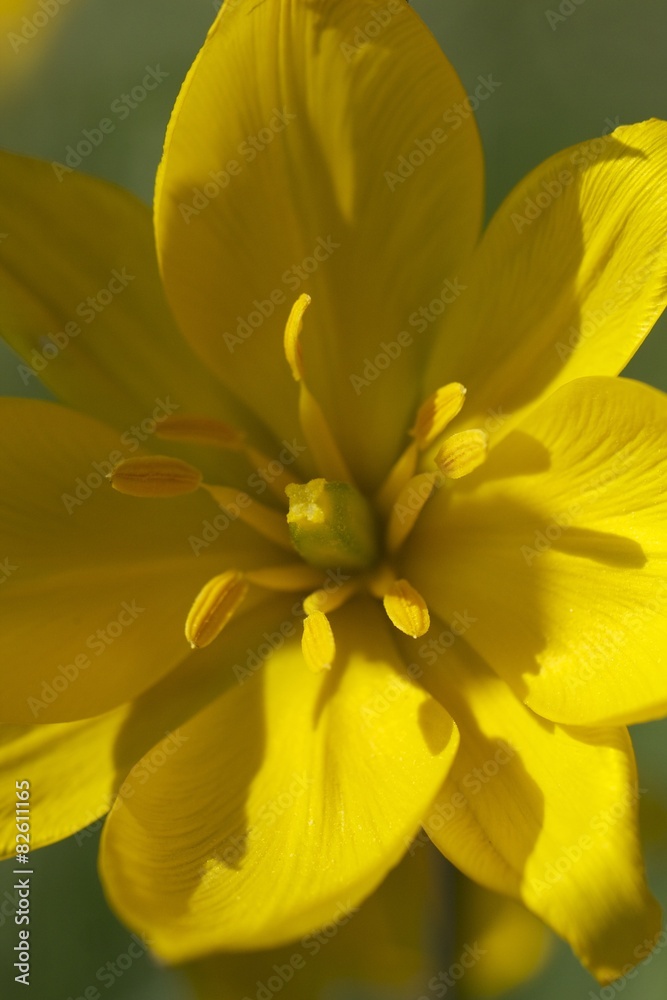 Tulpe Tulpe