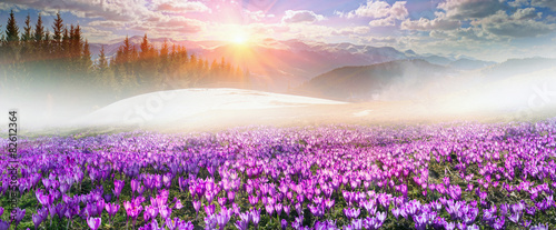 Crocuses under Chernogora