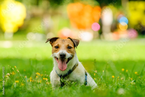 Summer bright portrait of smiling Jack Russell Terrier dog