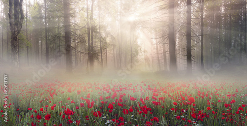 alpine poppies in the Carpathians