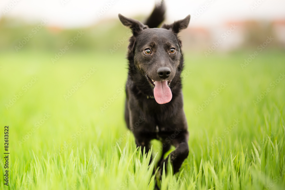 Black mixed breed dog portrait