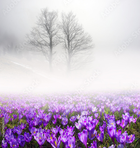 Saffron in the fog