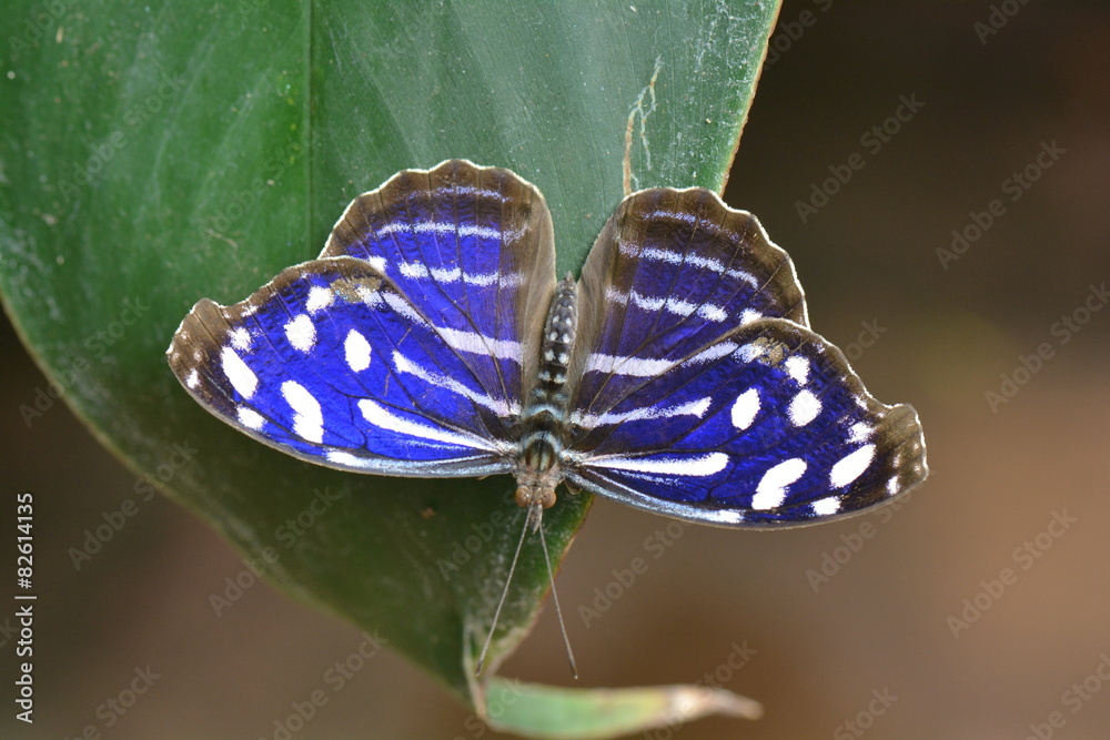 Obraz premium Cyaniris Bluewing butterfly lands in the gardens