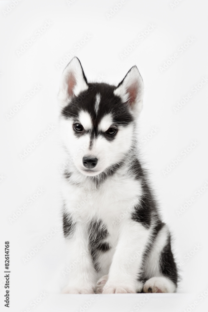 Cute little siberian husky puppy on white background