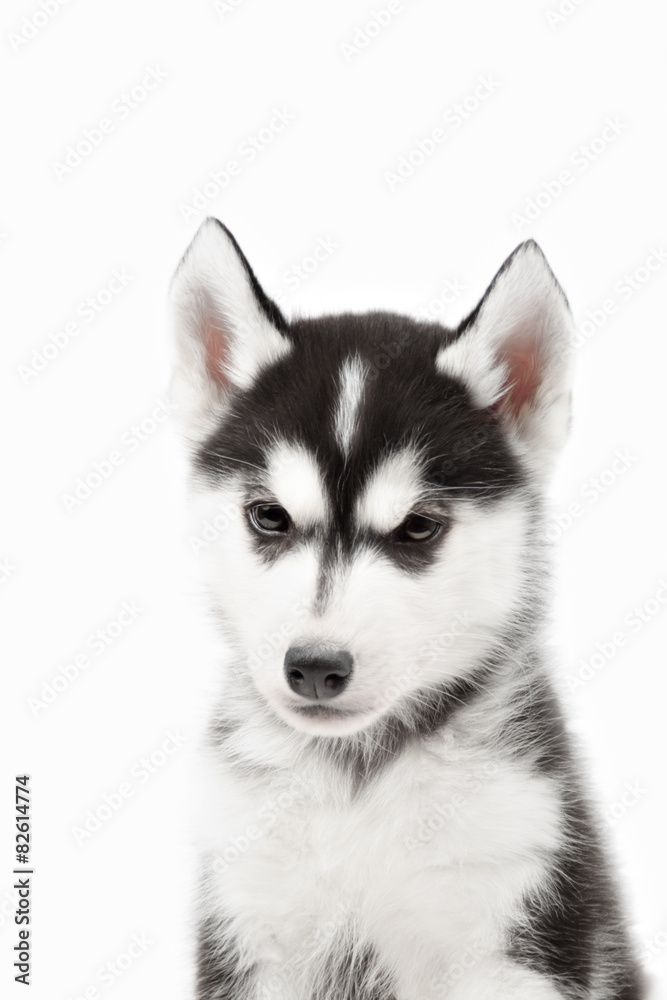 Cute little siberian husky puppy on white background