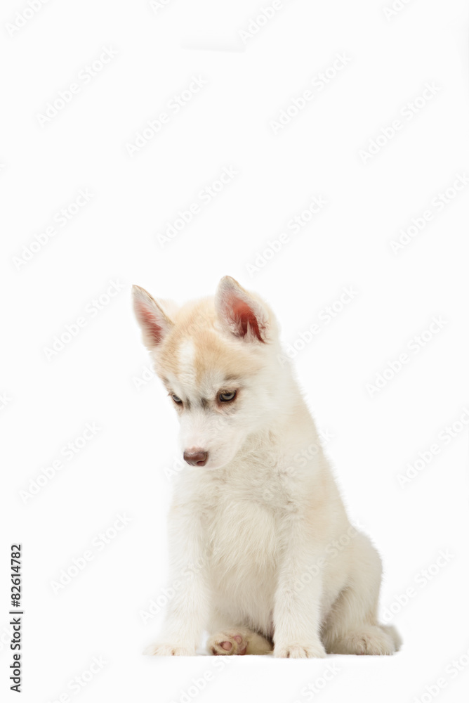 Cute little siberian husky puppy on white background