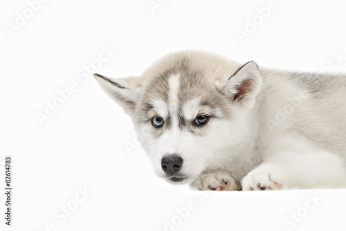 Cute little siberian husky puppy on white background © brusnikaphoto