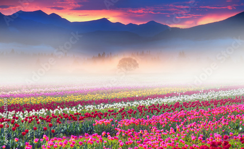 Field of tulips in the fog