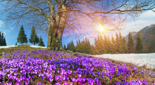 Snow flowers - Crocuses
