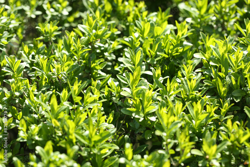 Beautiful spring leaves, close up Beautiful spring leaves, close up