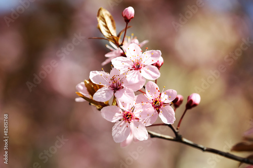 Cherry blossoms over blurred nature background, close up © Africa Studio