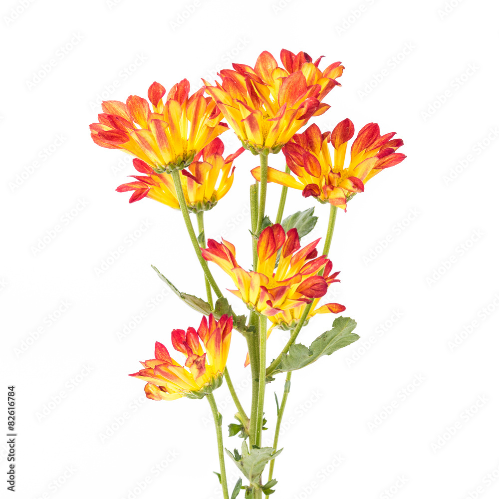yellow flowers on white background yellow flowers on white background