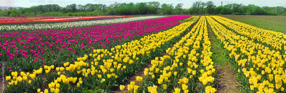 flowering time beautiful garden flowers tulips flowering time beautiful garden flowers tulips