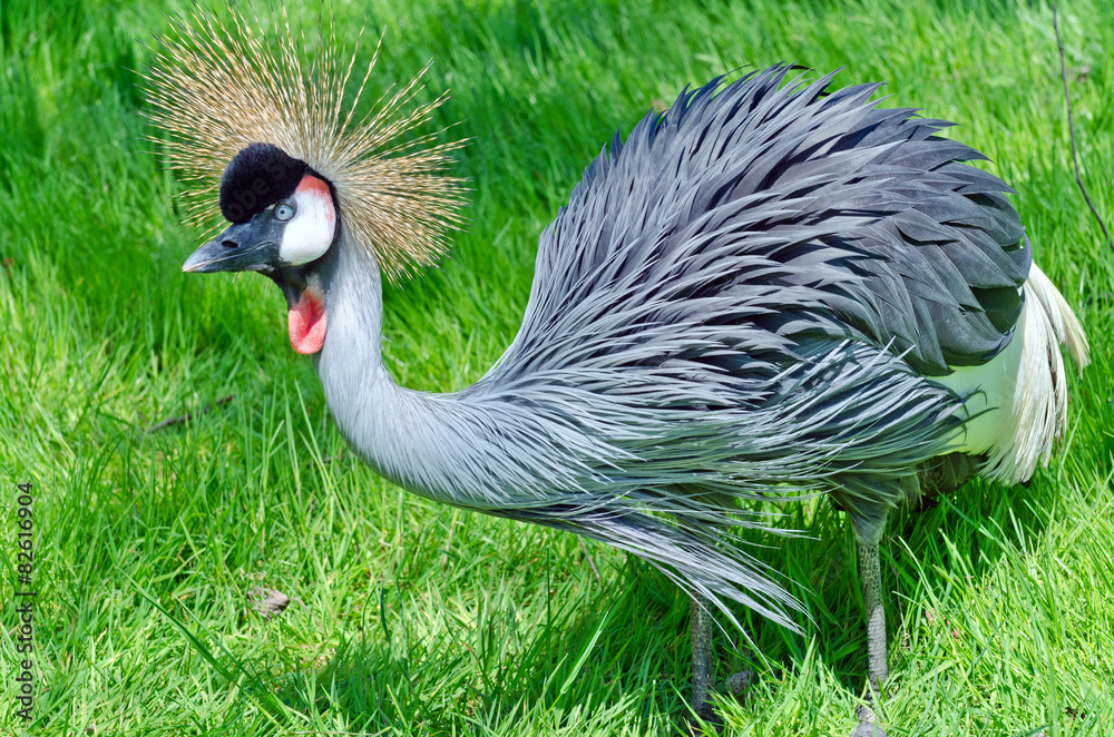 Fototapeta premium Crowned Crane