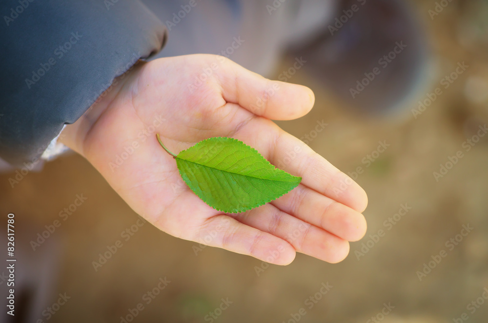 Green leaf in child hand