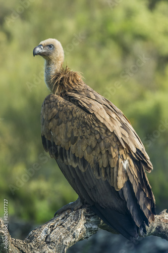 griffon vulture © fsanchex