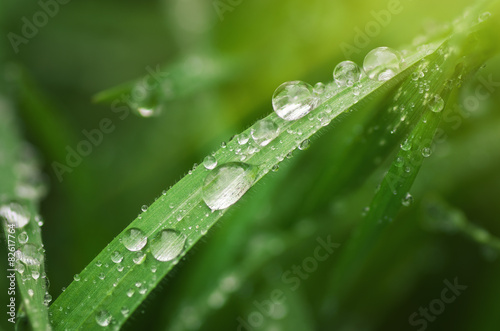 Water drop on grass leaf