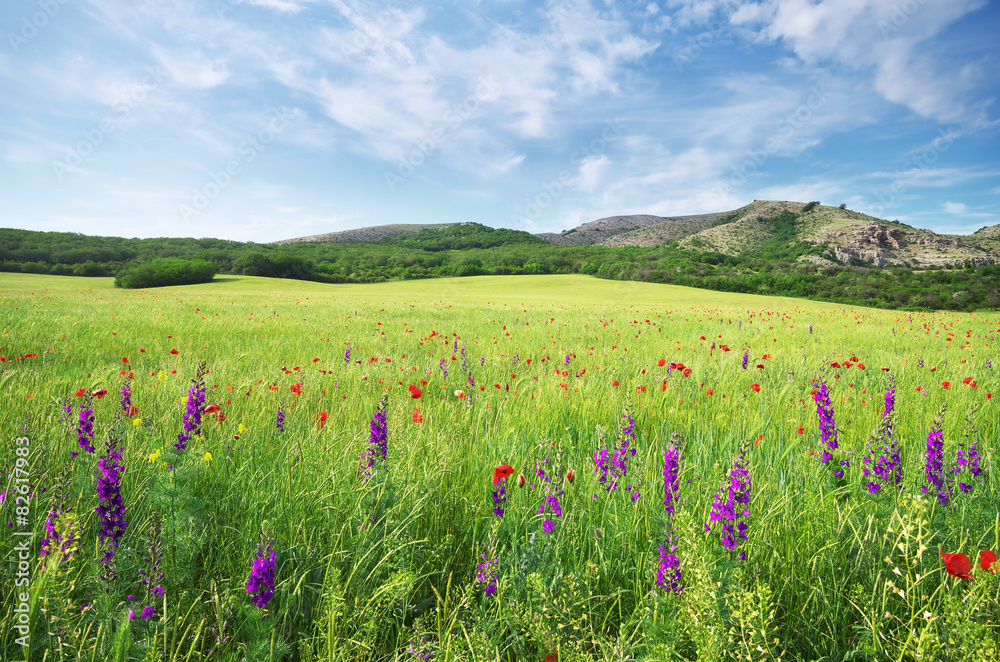 Spring meadow Spring meadow