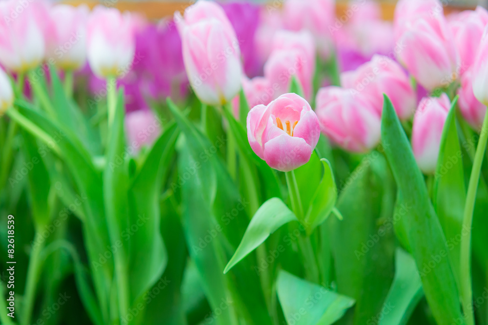 Fototapeta premium Beautiful colorful Tulip flower