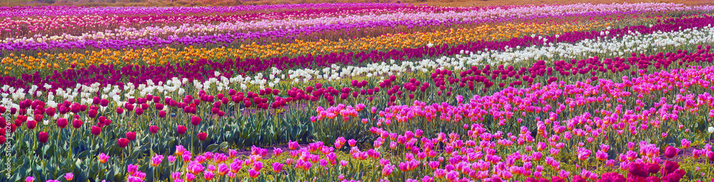 Obraz premium flowering time beautiful garden flowers tulips