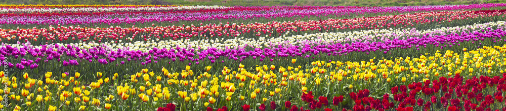 flowering time beautiful garden flowers tulips