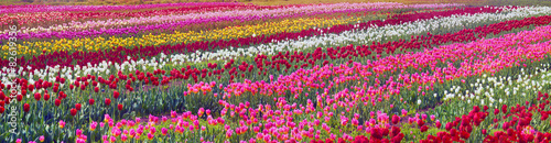 flowering time beautiful garden flowers tulips