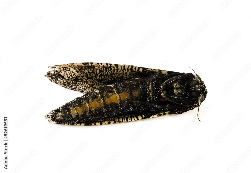 moth .