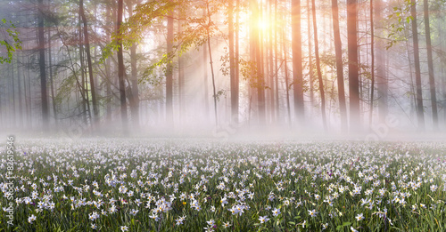 Daffodils at sunrise