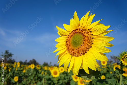 Beautiful sunflower