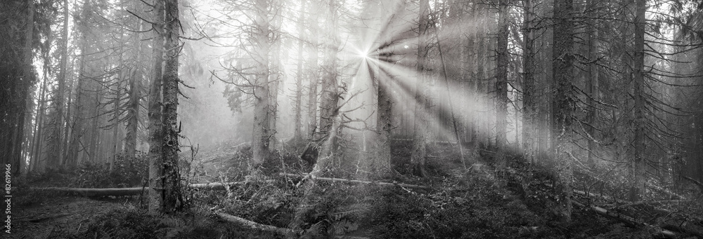 Radiance misty forest Radiance misty forest