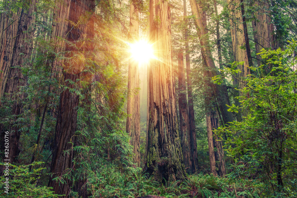 Naklejka premium Słoneczny Las Redwood