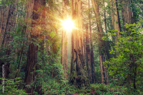 Sunny Redwood Forest