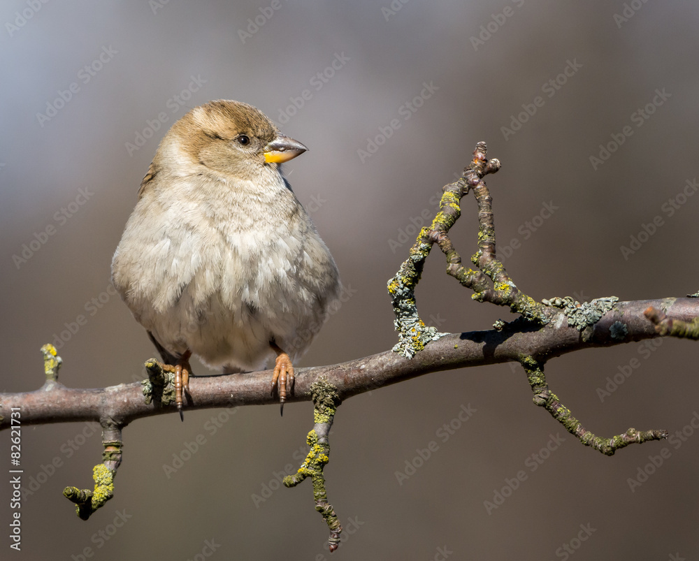 Sparrow Sparrow