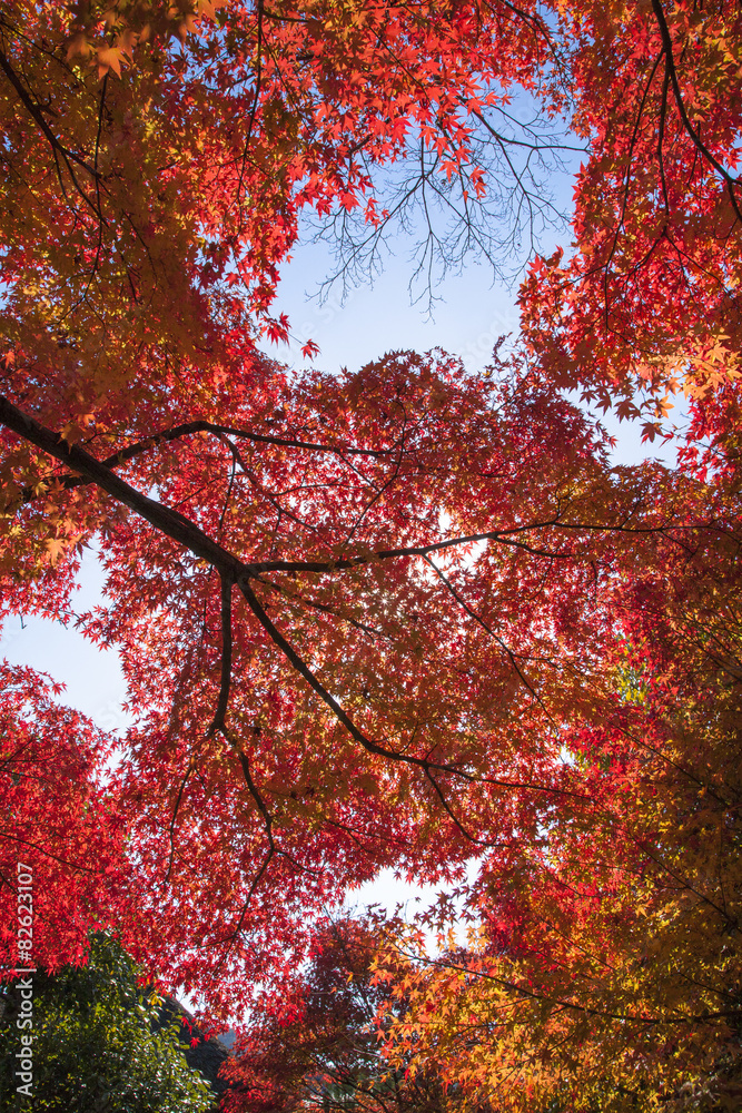 秋の京都の紅葉
