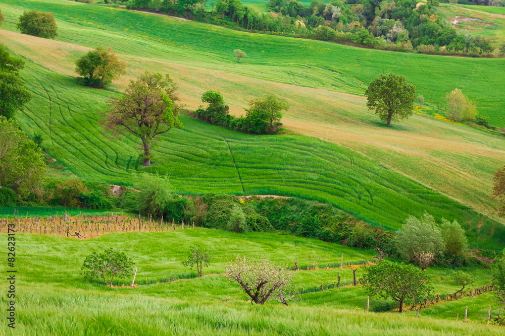 Paesaggio collinare rurale nella regione Marche, Italia