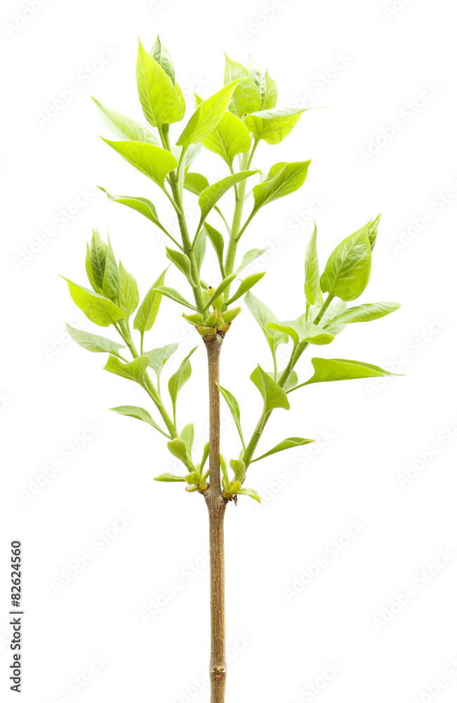 Fototapeta premium Plant