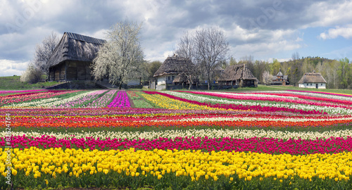 Fields of tulips in Pirogovo #82624764