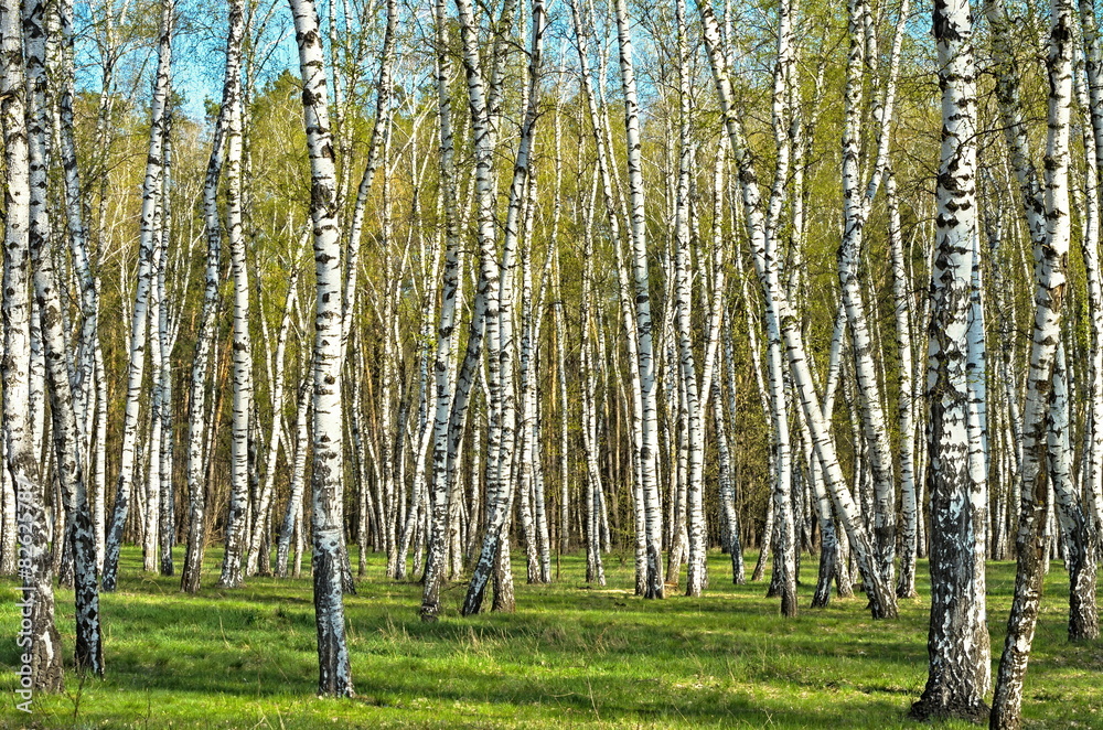 Naklejka premium birch grove in the woods