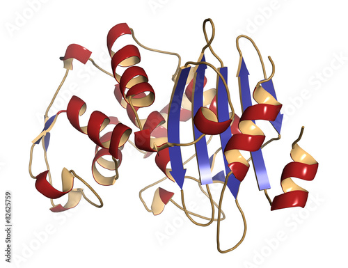 Beta-lactamase enzyme from Staphylococcus aureus. photo