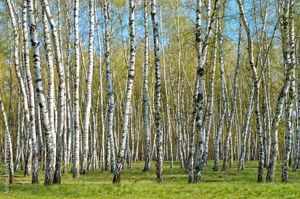 Naklejka premium birch grove