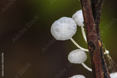 close up mushroom in deep forest