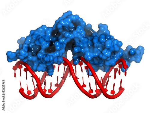 Glucocorticoid receptor, DNA binding domain photo