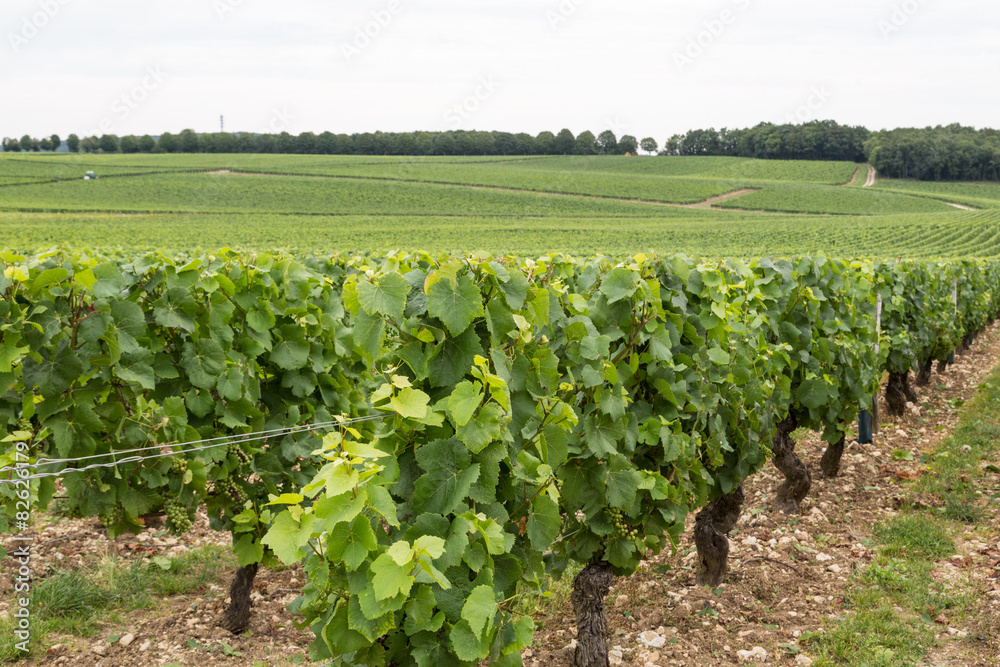 Sancerre's Vineyards