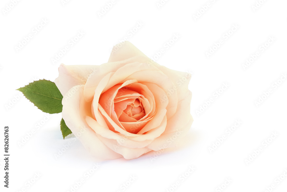 Naklejka premium Rose