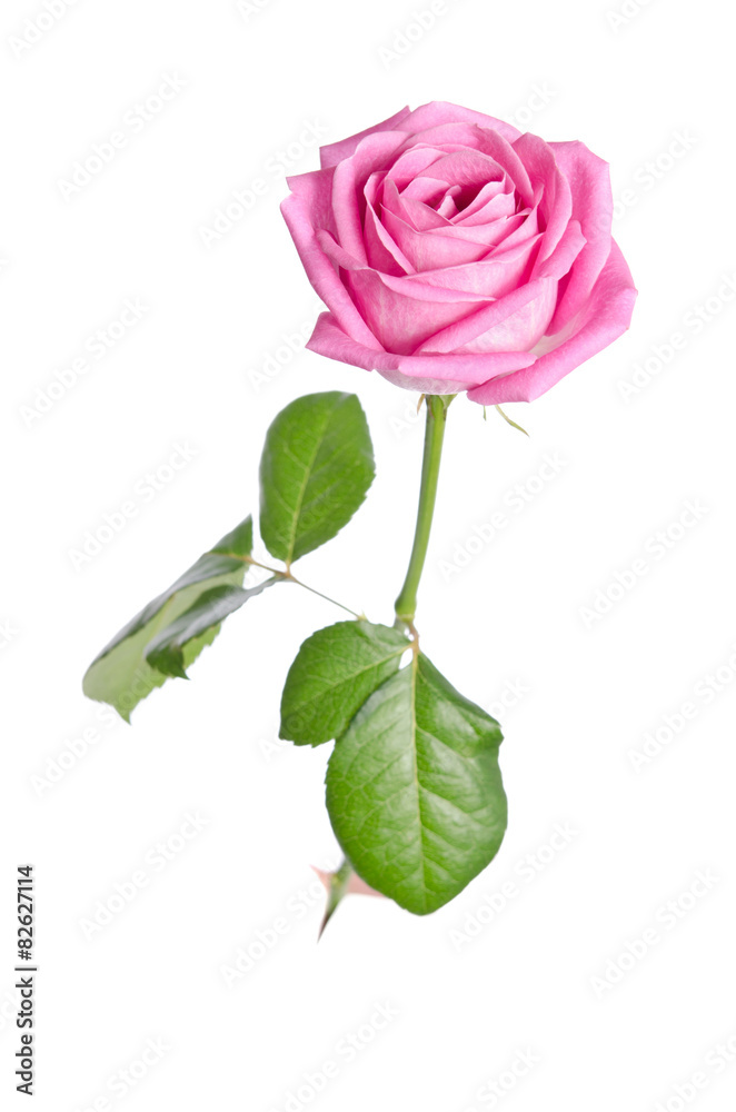 Naklejka premium beautiful single pink rose on a white background. vertical posit